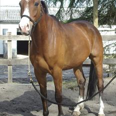 Dansk Varmblod Jako's Attaman