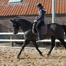 Dansk Varmblod Chanel