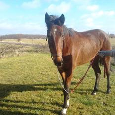 Traver Poolpartygirl F