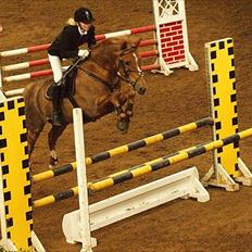 New Forest DIONYSOS DYREKJÆR - Zeus-