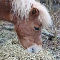 Shetlænder Præstegårdens Trille