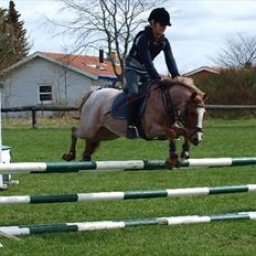 Tysk Sportspony Lucky
