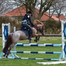 Tysk Sportspony Lucky