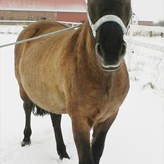Konik Polski | Konik