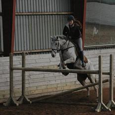 Welsh Partbred (Sec F) Donata
