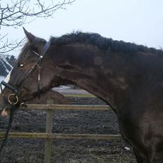 Hollandsk Varmblod Zearzar aka Sigge