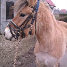 Fjordhest Hidalgo solgt
