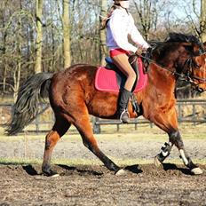 Tysk Sportspony Arking Jump.  - Bullerhesten.