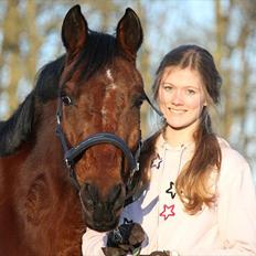 Tysk Sportspony Arking Jump.  - Bullerhesten.