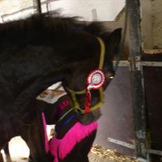 Anden særlig race Chance {Himmelhest}