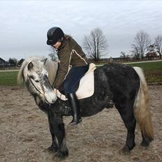 Highland Pony Trailtrow Ghillie Dhu