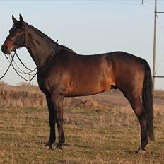 Dansk Varmblod Ullerups Krumme