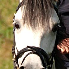 Anden særlig race Lukas