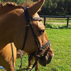 Anden særlig race Jackie