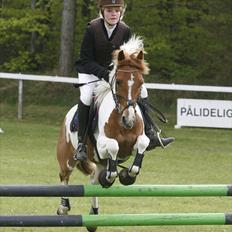 Pinto HOKUSPOKUS solgt