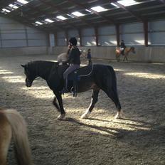 Hollandsk Varmblod Moller