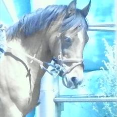 Anden særlig race MILAN (HALVMÅNE) solgt 