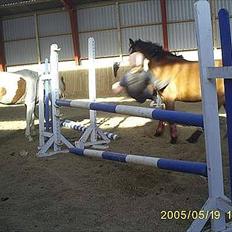 Anden særlig race MILAN (HALVMÅNE) solgt 