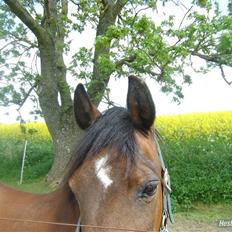 Anden særlig race MILAN (HALVMÅNE) solgt 