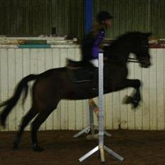 New Forest Lady Antares Stjernen!<33