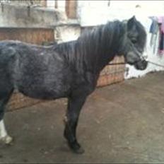 Welsh Mountain (sec A) Prins Casipo*solgt*