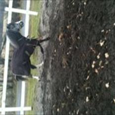 Welsh Mountain (sec A) Prins Casipo*solgt*