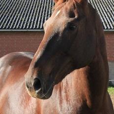 Dansk Varmblod Juvel Mols