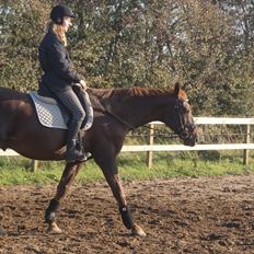 Dansk Varmblod Juvel Mols