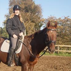 Dansk Varmblod Juvel Mols