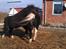 Shetlænder Elvis