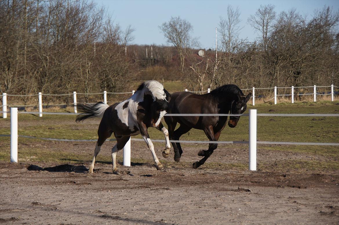 Pinto Sheroc Højgård billede 6