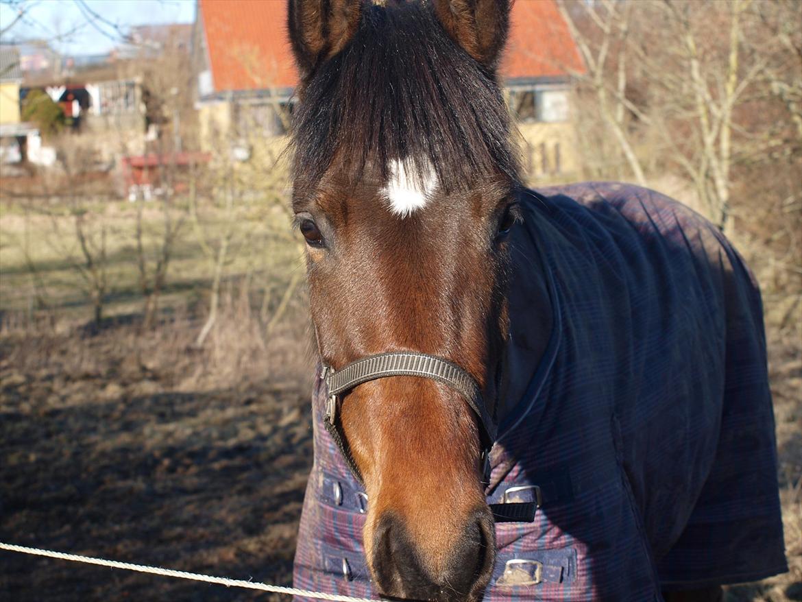 Dansk Varmblod Le Andrea - på fold, 26-02-12 <3 billede 4