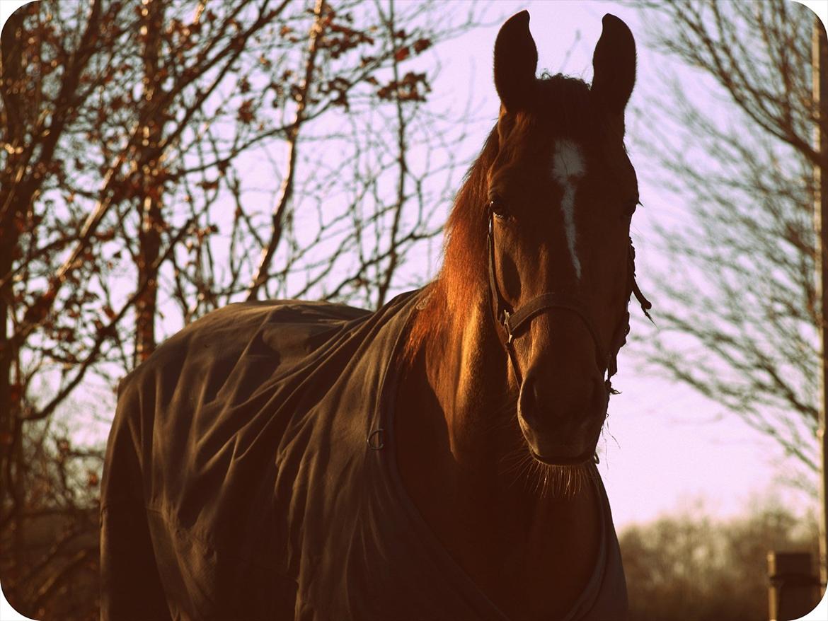 Dansk Varmblod Rolsted´s Cashot - you're simply the best <3 billede 7