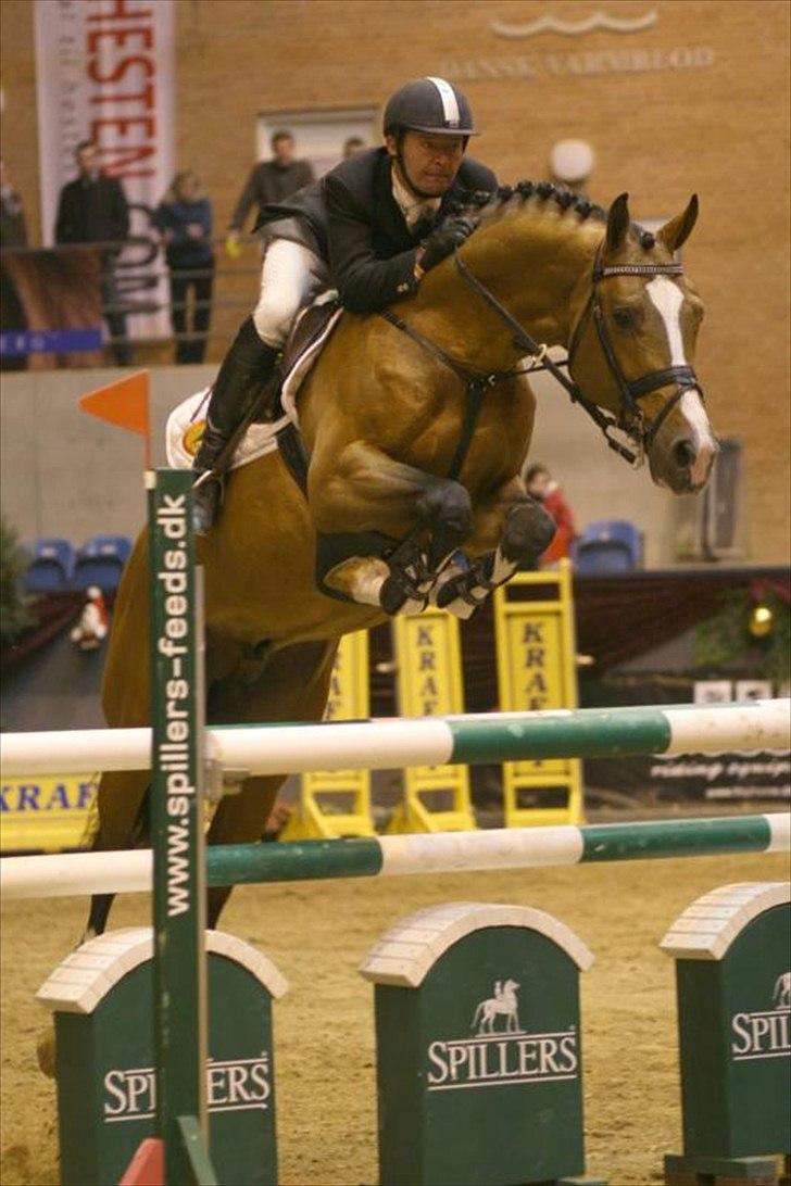 Dansk Varmblod Aloysius - Aluyisjes far heartbiet billede 13