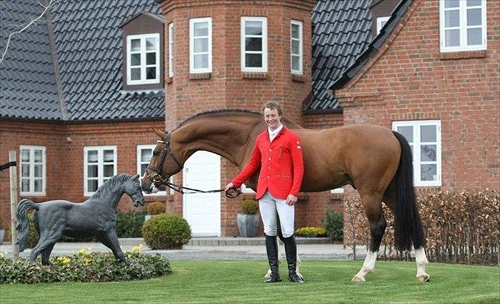 Dansk Varmblod Aloysius - aluyisjes far heartbiet billede 14