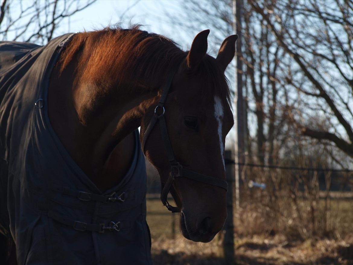 Dansk Varmblod Rolsted´s Cashot - loving you is like breathing, how can I ever stop? billede 8