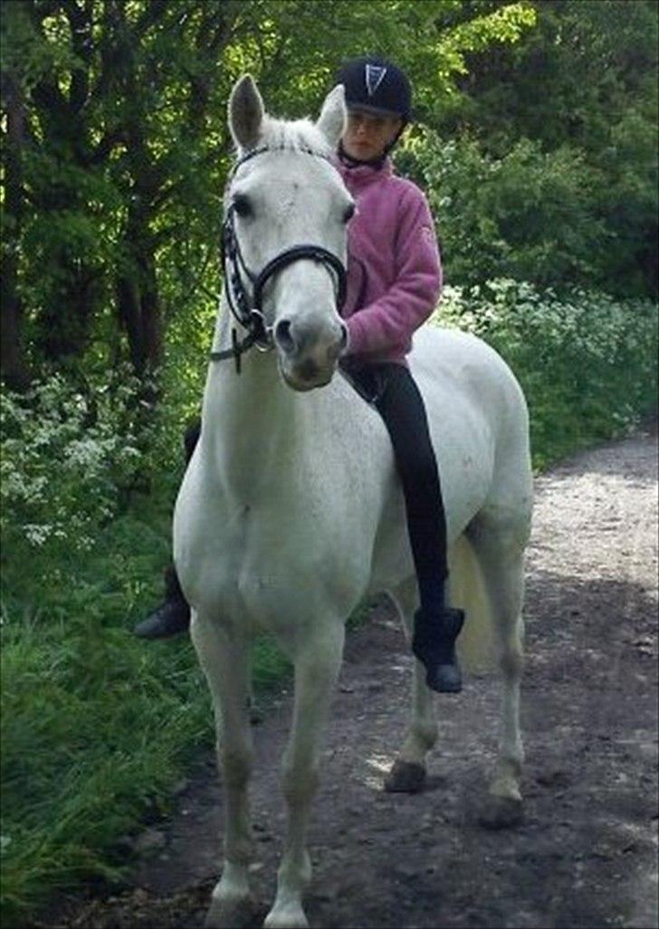 Anden særlig race Chagall (solgt) - **Kærlighed er som krig - nem at starte, svær at slutte, og aldrig til at glemme** Foto: Mor billede 18