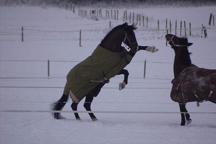 Holstener Prior's Hubert *ENGEL* <3 R.I.P 04-10-2012 - Nr. 12 - ingen ord, kan nogensinde beskrive dig <3 billede 10