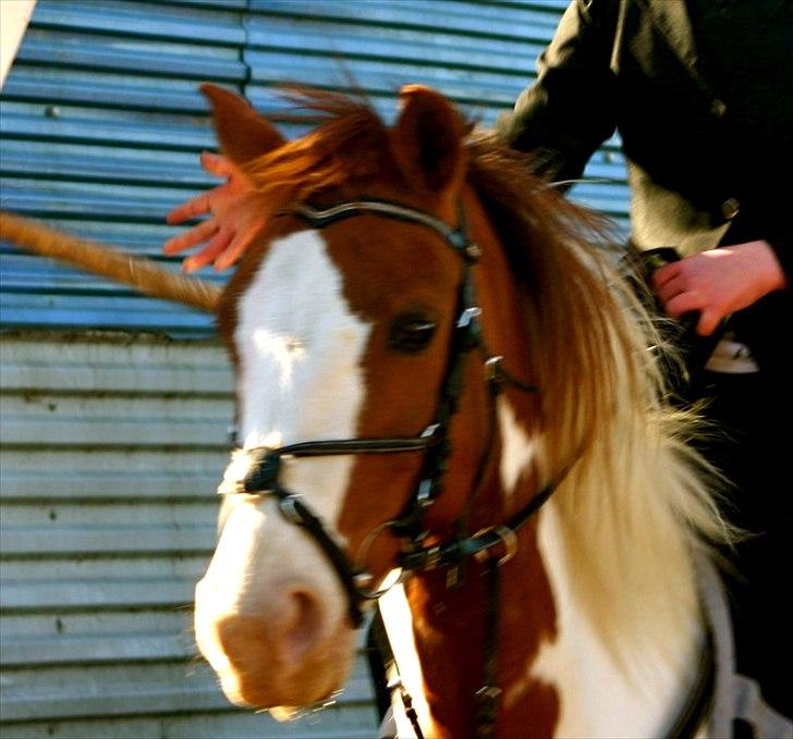 Pinto Freja - 15) Har i nogen sinde set sådan en tilfreds og glad pony før?? :') man kan virkelig se hvor meget hun nyder livet :D billede 15