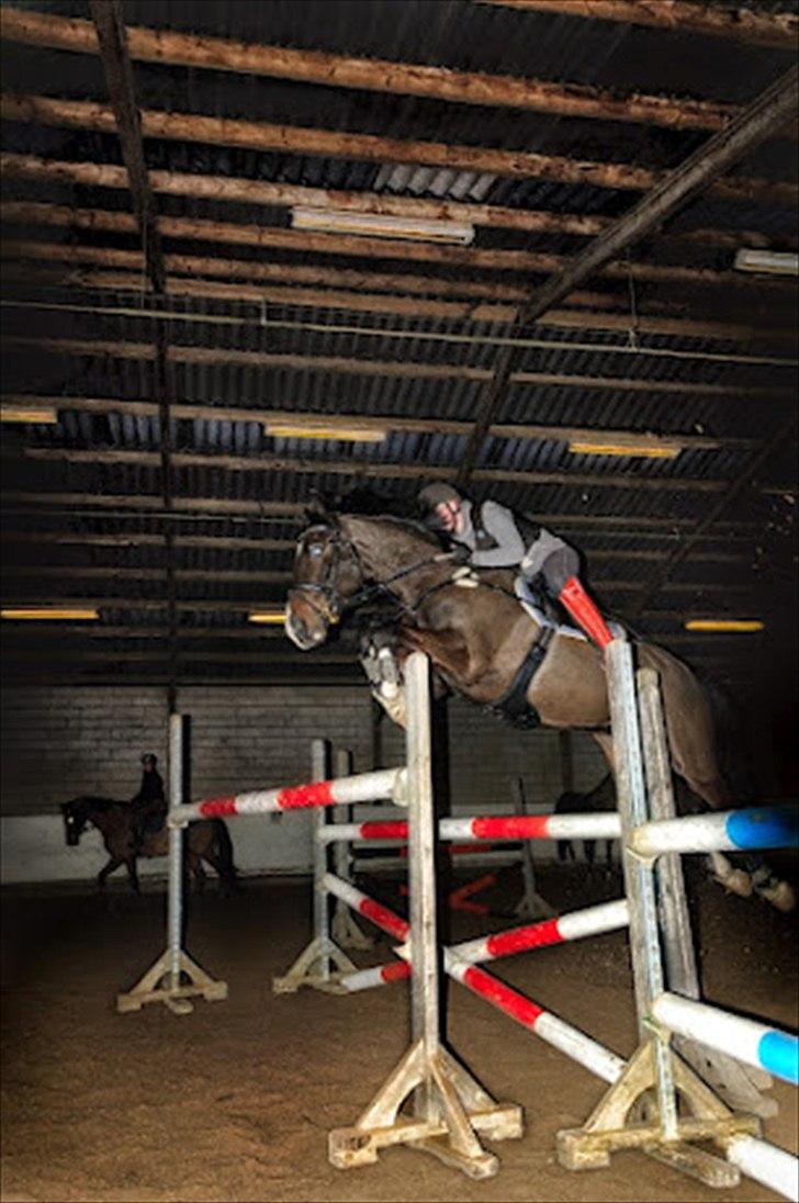 Holstener Prior's Hubert *ENGEL* <3 R.I.P 04-10-2012 - Nr. 14 - stjerne <3 billede 12