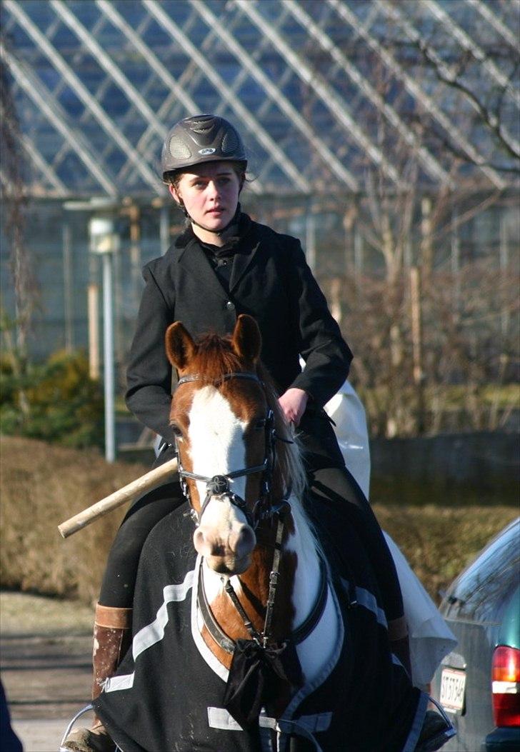 Pinto Freja - 8) Det er da altid noget at hesten ikke ser dum ud :P billede 8