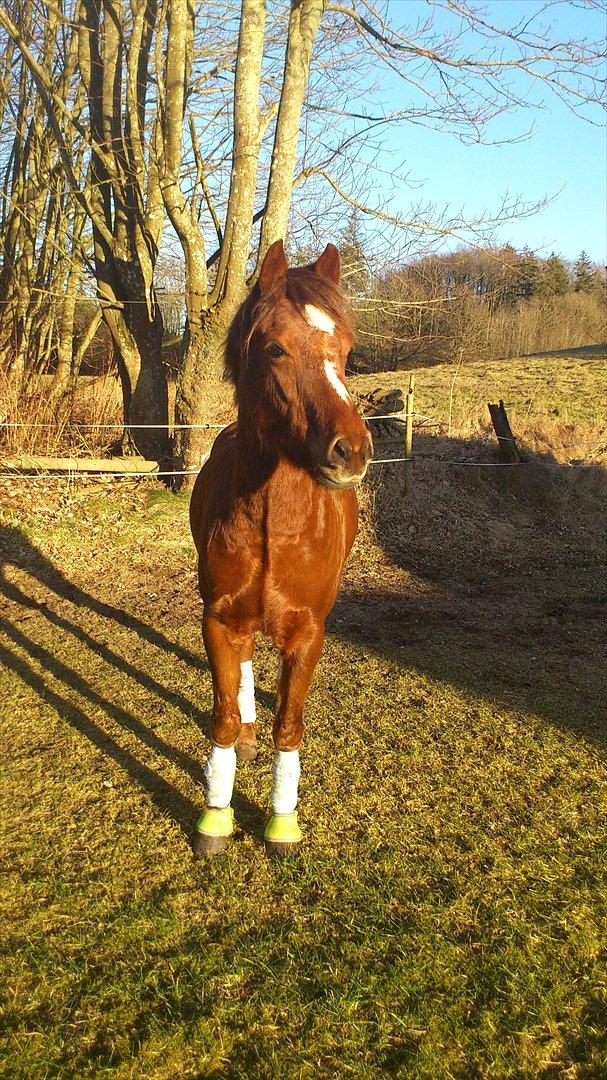 Welsh Pony (sec B) Bjerregårds Gandalf - Velkommen til Gandalfs profil. billede 1