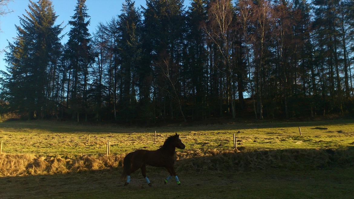 Welsh Pony (sec B) Bjerregårds Gandalf billede 17