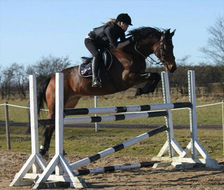 Dansk Varmblod Lady Aston - LÅNEHEST - Skønne Aston over 120 cm! Foto : NB billede 17