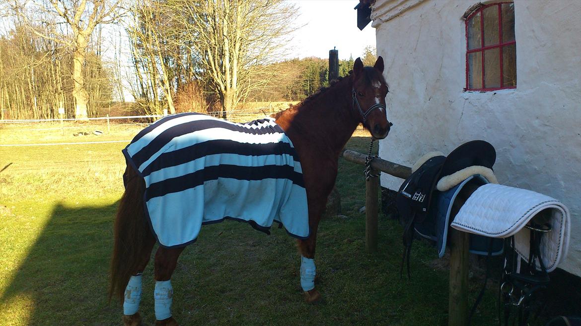 Welsh Pony (sec B) Bjerregårds Gandalf - Første gang jeg har ham ved bommen hos os, og første gang han har prøvet at blive flettet op. billede 16