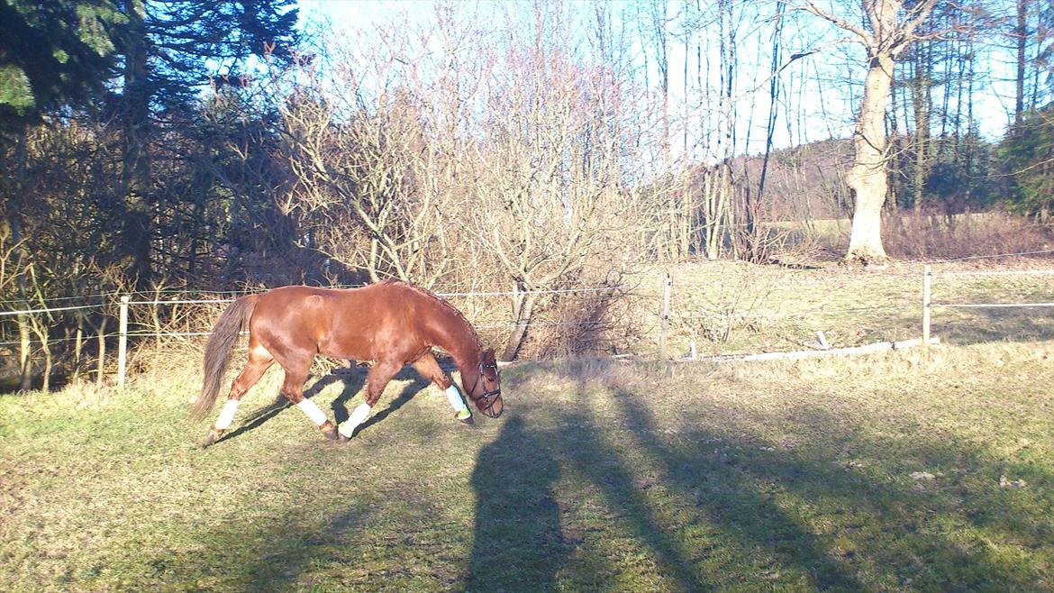 Welsh Pony (sec B) Bjerregårds Gandalf billede 18