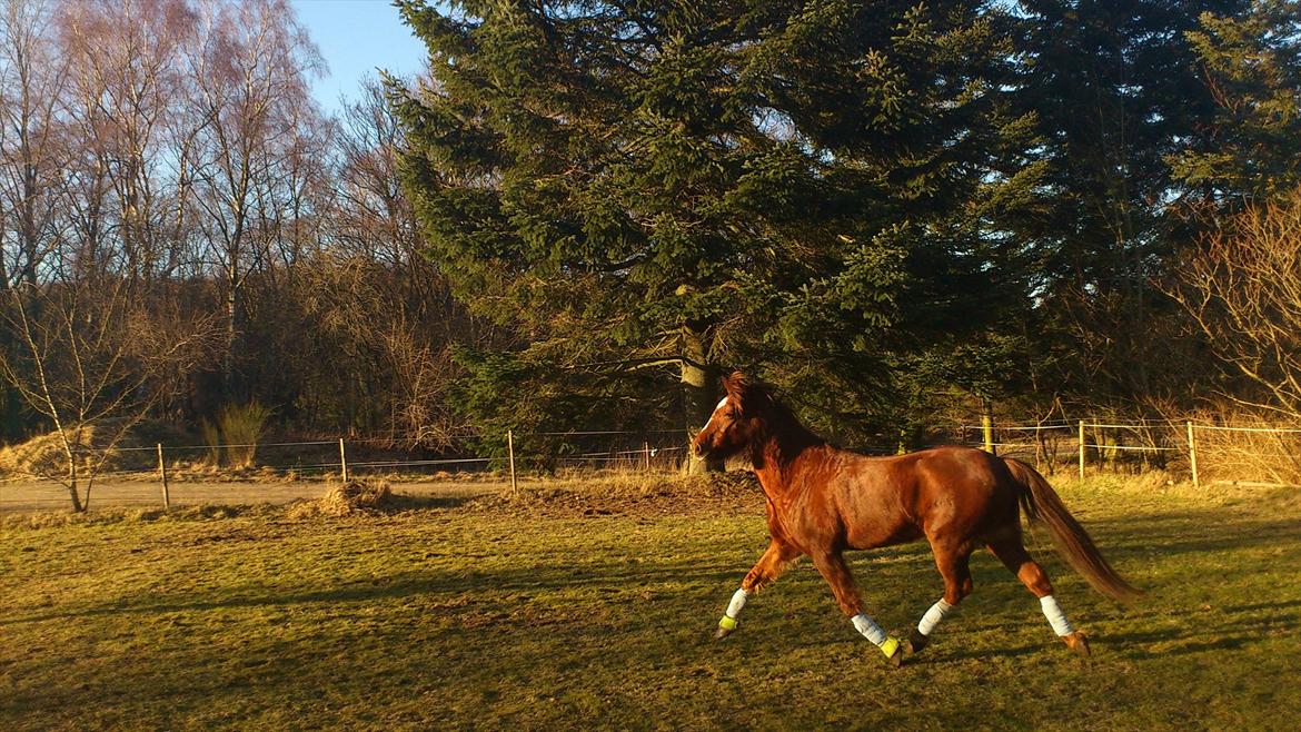 Welsh Pony (sec B) Bjerregårds Gandalf billede 19