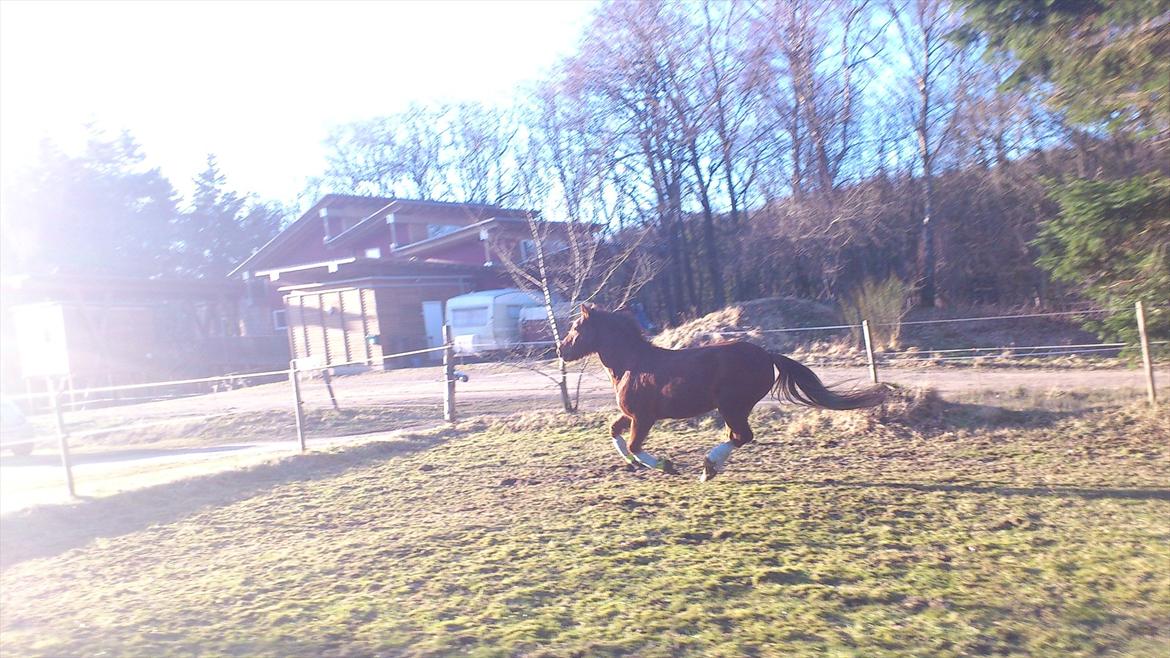 Welsh Pony (sec B) Bjerregårds Gandalf billede 20