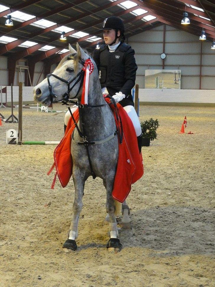 Anden særlig race Mc. Zoya Z - Klubmester spring for hest 2011 billede 2