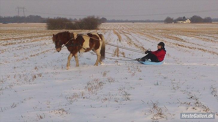 Anden særlig race Prins Bob aka Bobber - i sneen for kælk ^^ det var en super skøn dag :D billede 7